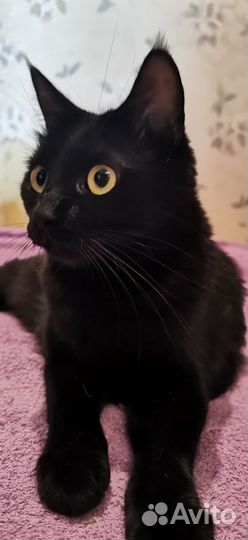 Черная кошка Шеба в дар