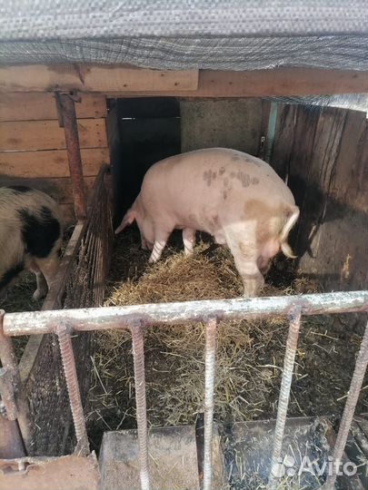 Продам племенного хряка