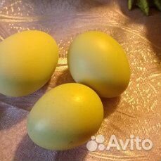 Куры молодки домашние