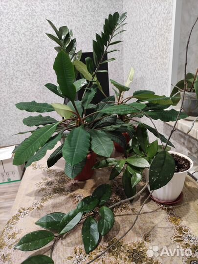 Комнатные растения