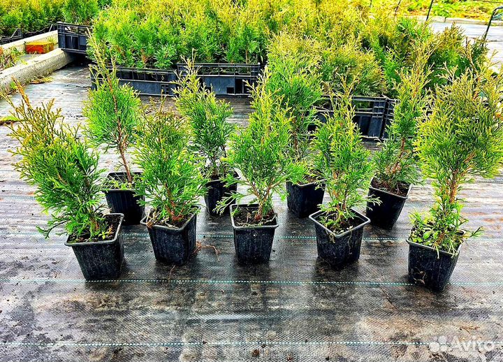 Саженцы Туи Смарагд опт