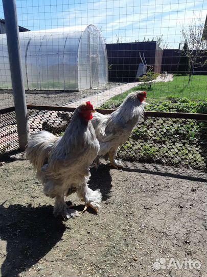 Петух брама изабела