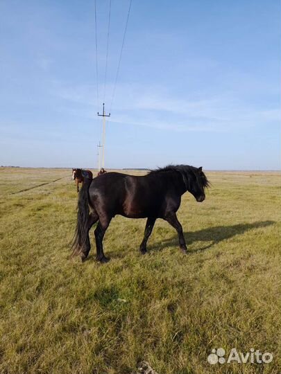 Продам жеребца