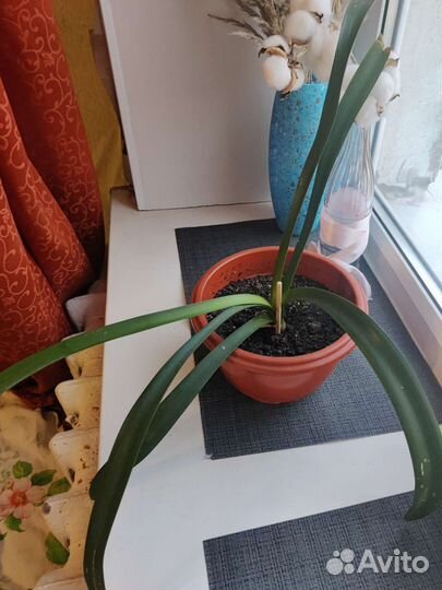 Комнатные растения кливия любой за 200
