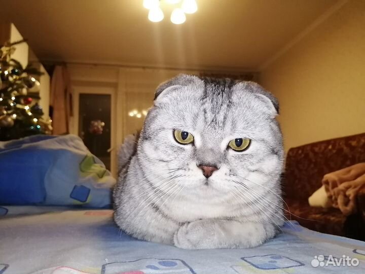 Шотландский вислоухий кот на вязку