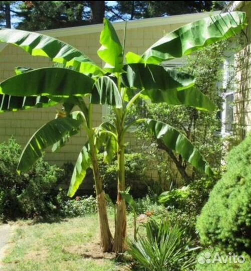 Банан Японский, банановая пальма, банан Тропикана