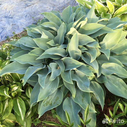 Растения для сада