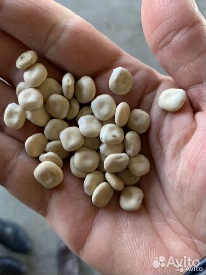 Услуга сушки зерна, кукурузы, масленичных,бобовых