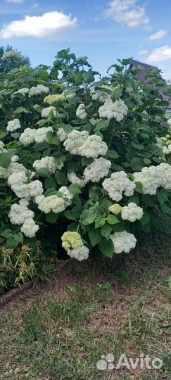 Многолетние садовые растения