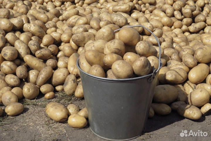 Крупный картофель