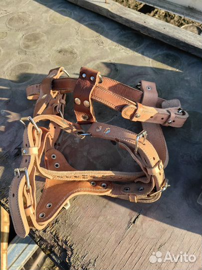 Упряжка для собак