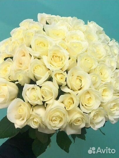 Белая роза оптом