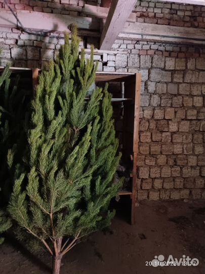 Новогодние сосны и ели в розницу и оптом