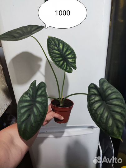 Алоказия шкура дракона, Мело, Ред секрет, Азлани