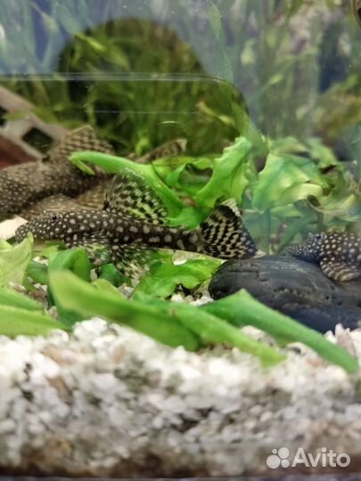 Сомики анциструсы