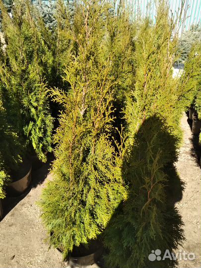 Туя Смарагд