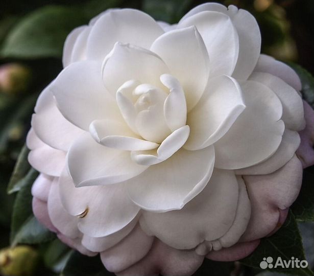 Камелия японская