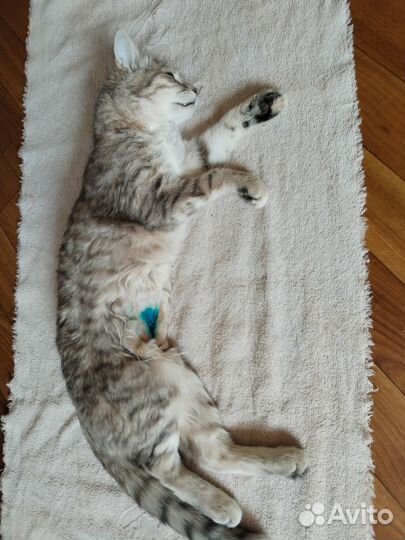 Кошка ищет дом