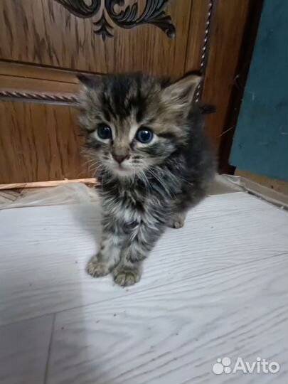Кошка в дар бесплатно