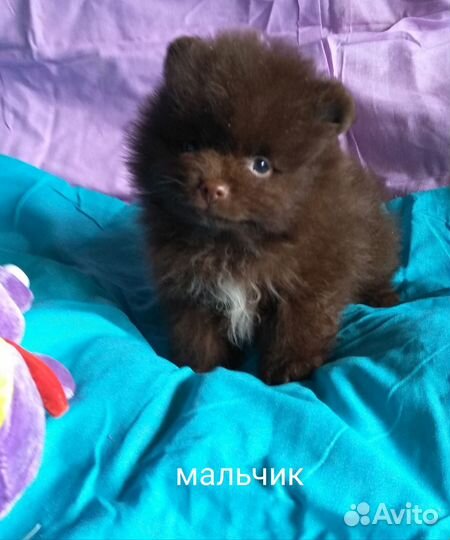 Щенки шоколадного померанского шпица медвежата