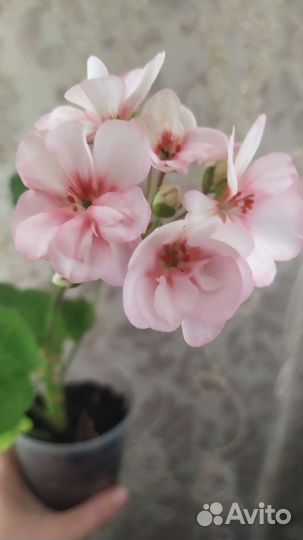 Пилоргонии