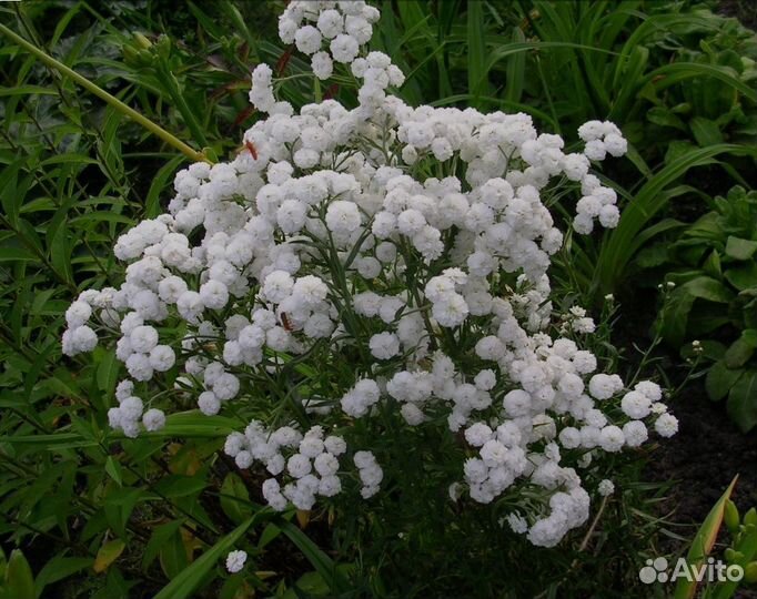 Флоксы, барвинок, ясколка, очитки