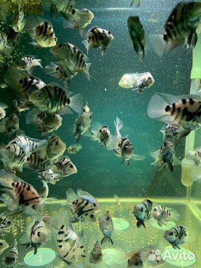 Аквариумные рыбки. Сапфировый попугай