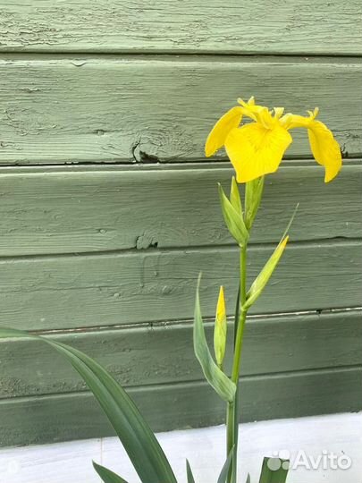 Ирис Жёлтый