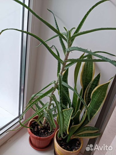 Алоэ кактус бесплатно