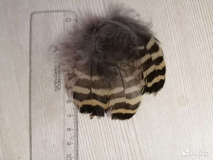 Перья капалухи