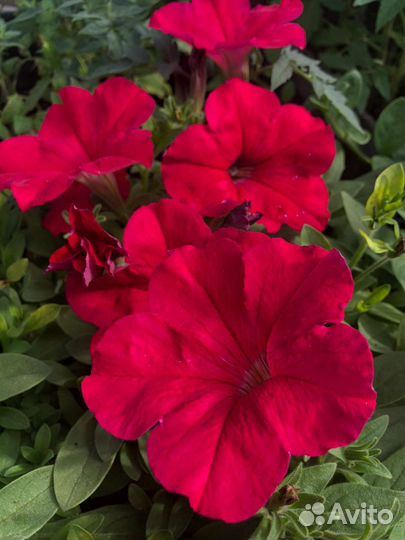 Цветочная рассада (разная)