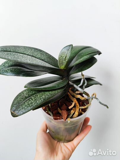 Diffusion орхидея ароматная