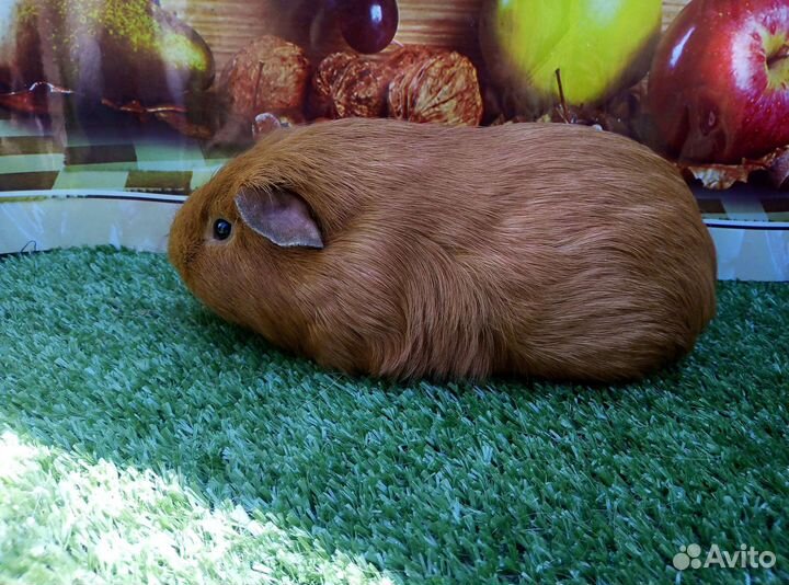 Питомники морских свинок