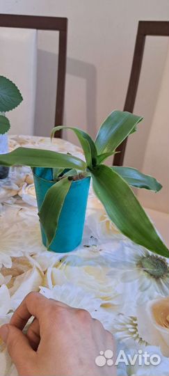 Комнатное лечебно растение Золотой ус