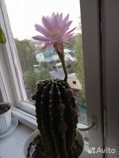 Кактус Эхинопсис полуобнаженный