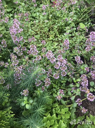 Многолетки для альпийской горки