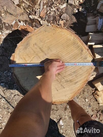 Пень березовый