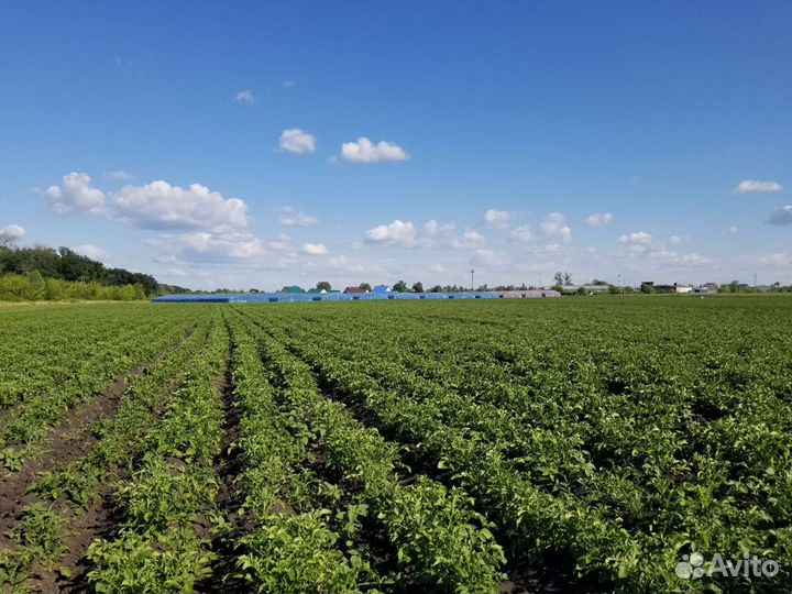 Картофель оптом и в розницу