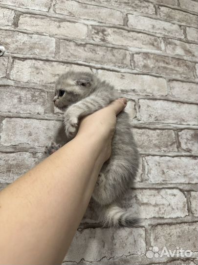 Шотландские котята