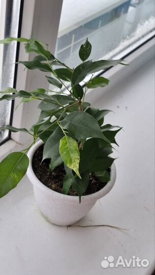 Фикус эльдорадо