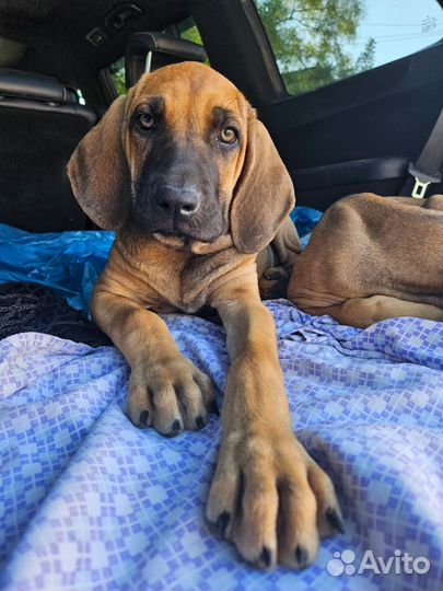 Щенки Фила Бразильеро