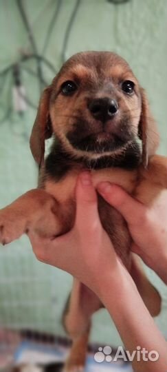 Отдам в добрые руки