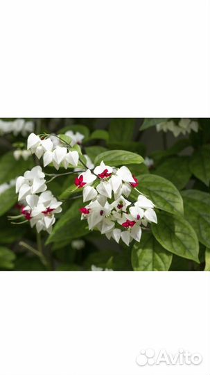 Продам комнатные растения