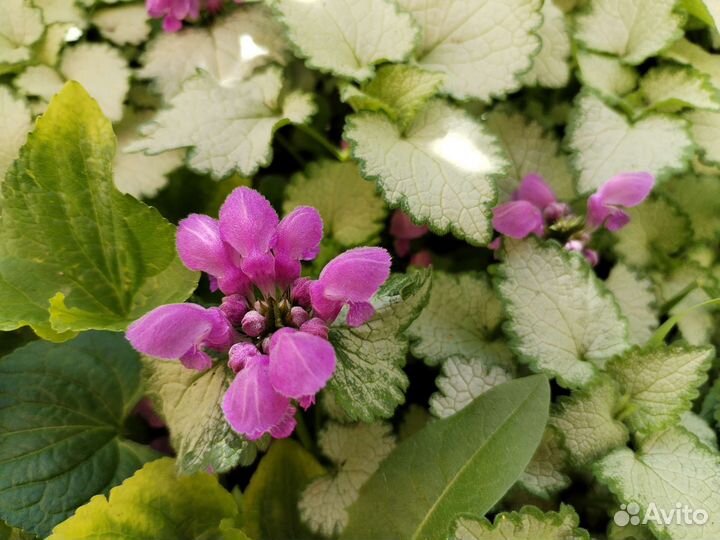 Яснотка 2 цвета