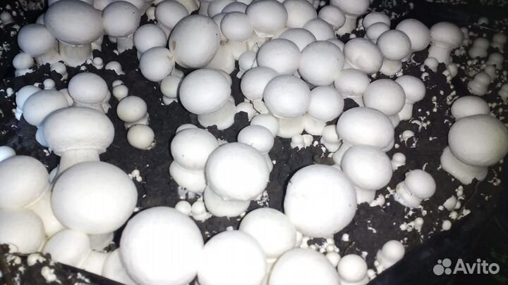 Готовый бизнес по производству компоста и грибов