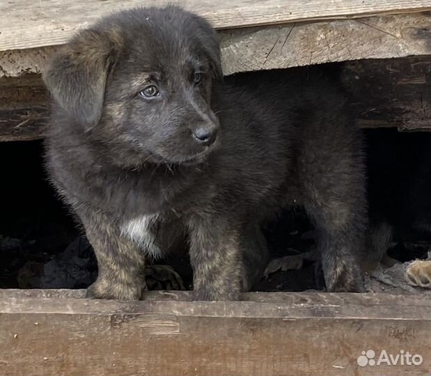 Щенки в добрые руки