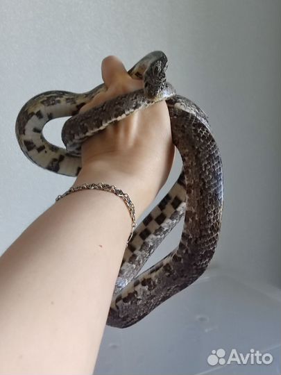 Маисовый полоз самец с террариумом
