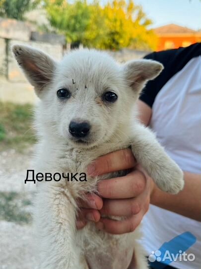 Щенки бесплатно