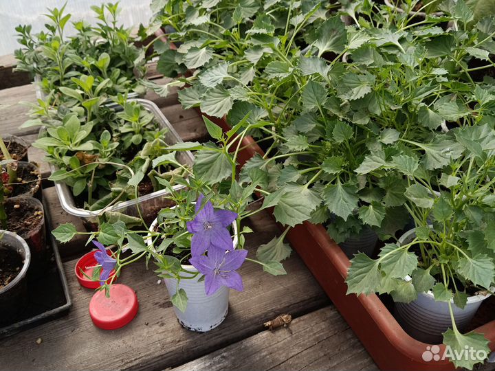 Перец Бутуз, Геракл