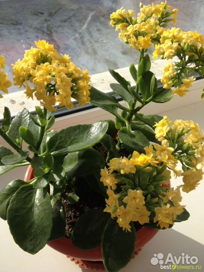 Каланхоэ цветущий